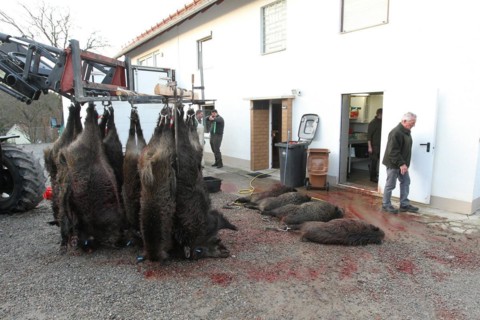 Wild boar (Sus scrofa) are processed immediately after the hunt, Allgaeu, Bavaria, Germany, Europe