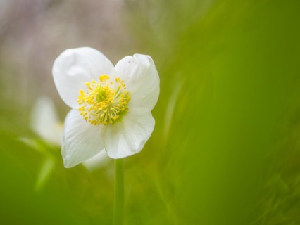 Christmas rose (Helleborus niger), near Tragoess, Styria, Austria, Europe