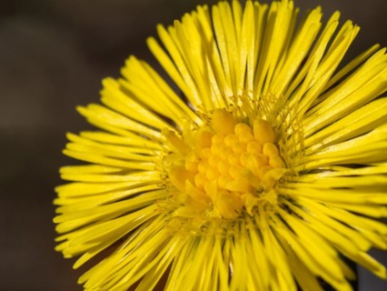 Coltsfoot (Tussilago farfara), Leoben, Styria, Austria, Europe