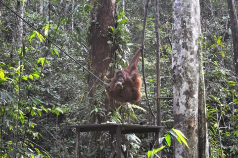 Semenggoh Nature Reserve, Pongo pygmaeus, sarawak, malaysia