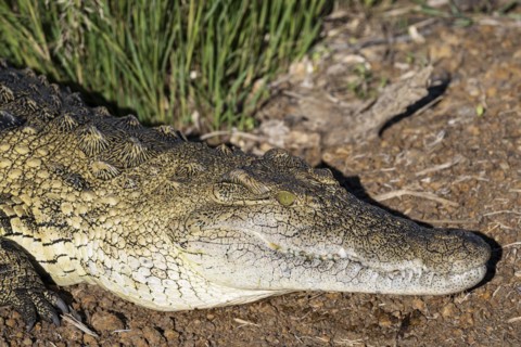 Nile crocodile (Crocodylus niloticus) Mziki Private Game Reserve, North West Province, South