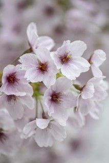 Japanese cherry (Prunus serrulata), Emsland, Lower Saxony, Germany, Europe