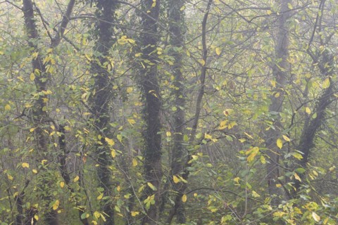 Deciduous trees in the fog, bird cherries entwined with autumn leaves and ivy, Moselle,