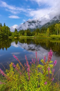 Purple loosestrife (Lythrum salicaria), moorland pond, near Oberstdorf, Oberallgaeu, Allgaeu.