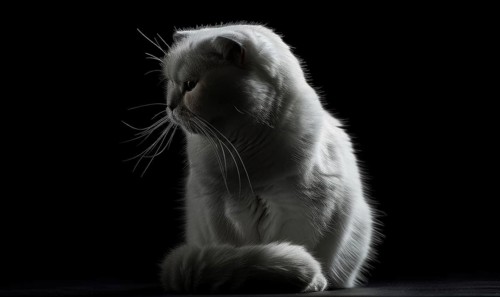 Silhouette of an elegant cat against a stark black background AI generated