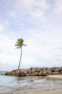 Caribbean dream beach with palm trees, white sandy beach and turquoise-coloured, crystal-clear