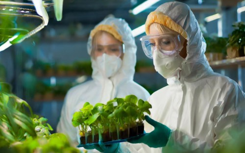 Biologists in protective suits grow vegetables in the lab, the concept of biotechnology, plant care