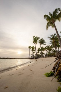 Caribbean dream beach with palm trees, white sandy beach and turquoise-coloured, crystal-clear
