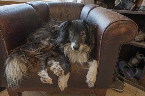 Old, tired Border Collie in his leather armchair, Mecklenburg-Vorpommern, Germany, Europe