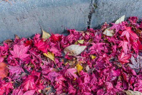 Pavement covered with a dense layer of red fallen leaves in close-up view, in South Korea