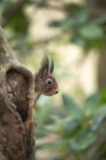Eurasian red squirrel (Sciurus vulgaris), hidden behind a thicker curved branch, head visible,