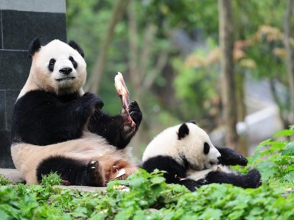 Bifengxia Panda Center, sichuan, china