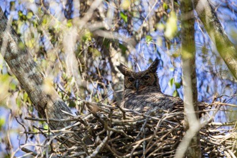 Virginia eagle owl (Bubo virginianus) Pantanal Brazil