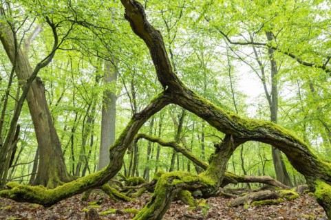 Near-natural deciduous forest, moss-covered deadwood, in spring, Barnbruch Forest nature reserve,