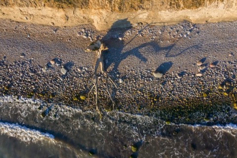 Dead tree on beach at Brodtener Ufer, Brodten Steilufer, cliff in the Bay of Luebeck along the