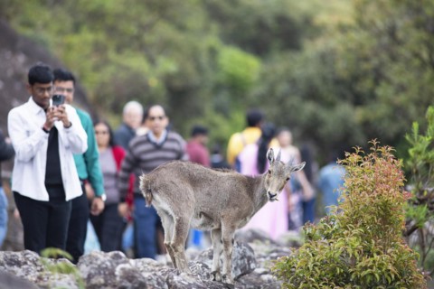 Indian men photographing a Nilgiri tahr (Nilgiritragus hylocrius, until 2005 Hemitragus hylocrius)