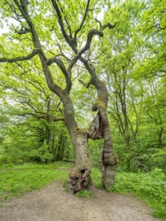 The Betteleiche, landmark of the Hainich National Park, Bad Langensalza, Thuringia, Germany, Europe
