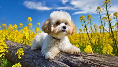 KI generated, animal, animals, mammal, mammals, Maltipoo (Canis lupus familiaris), dog, dogs,