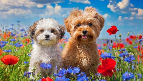 KI generated, animal, animals, mammal, mammals, Maltipoo (Canis lupus familiaris), dog, dogs,