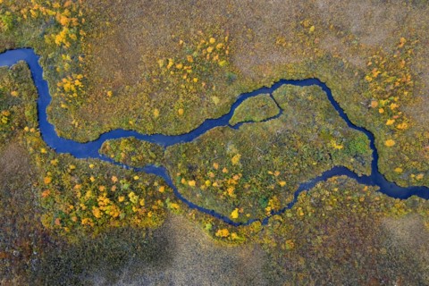 Aerial view over meandering stream in moorland in autumn, fall at Hedmark, Innlandet, Eastern
