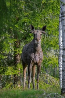 Moose, elk (Alces alces) bull showing early growing stage with antler buds covered in velvet on
