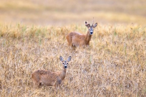European roe deer (Capreolus capreolus) doe and buck with deformed antler during the rut in wheat