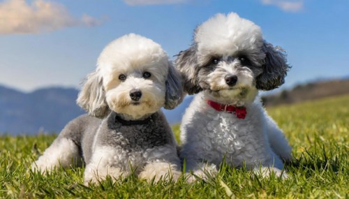 KI generated, animals, mammals, dog, domestic dogs (Canis lupus familiaris), two animals,