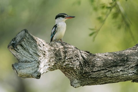 Striped fleece, South Africa, Limpopo, Africa