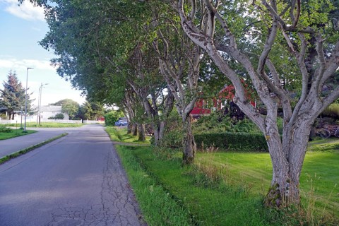 Small row of trees and a garden, Lovund, Lovunden, Helgeland coast, Norway, Europe