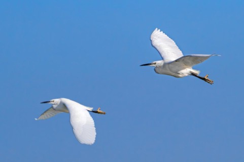 Two little egrets (Egretta garzetta) in flight against blue sky along the North Sea coast in late