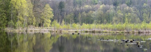Lake Albertsee in the morning light, swampy sinkhole lake in Frauenseer Forst, Marksuhl, Thuringia,