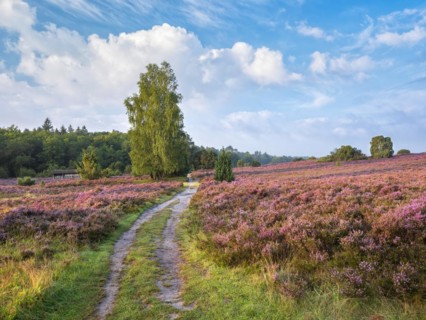 Typical heath landscape in Totengrund near Wilsede with juniper, hiking trail and flowering
