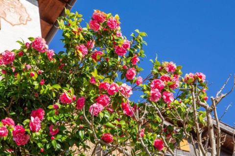 Camellia in bloom in spring, Merano, Val Passiria, Val d'Adige, Burggrafenamt, Alps, South Tyrol,