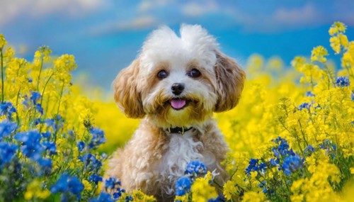 KI generated, animal, animals, mammal, mammals, Maltipoo (Canis lupus familiaris), dog, dogs,
