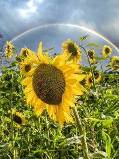 Common sunflower (Helianthus annuus) standing on sunflower field, in the background dark clouds