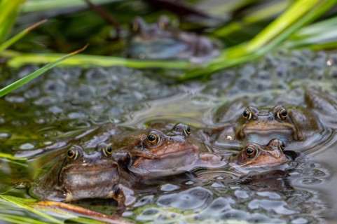 Five European common frogs, brown frogs, grass frog (Rana temporaria) on eggs, frogspawn in pond