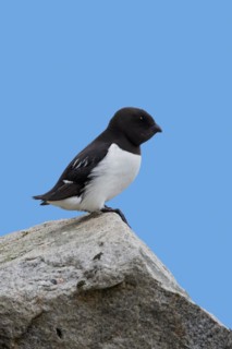 Little auk, dovekie (Alle alle) perched on rock along the Arctic Ocean, Svalbard, Spitsbergen,