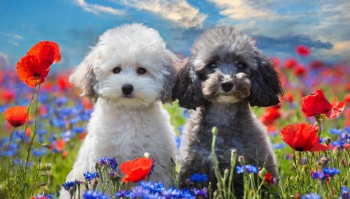 AI generated, animals, mammals, dog, domestic dogs (Canis lupus familiaris), two animals, white,