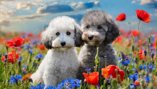 AI generated, animals, mammals, dog, domestic dogs (Canis lupus familiaris), two animals, white,