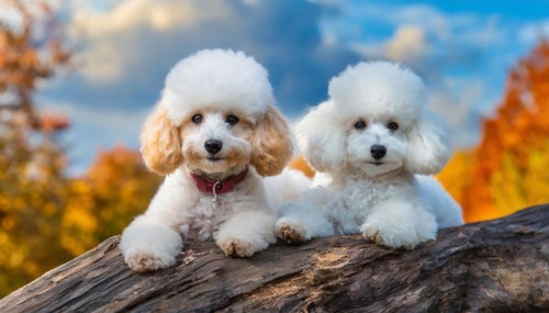 AI generated, animals, mammals, dog, domestic dogs (Canis lupus familiaris), white, apricot, cream,
