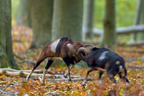 European mouflons (Ovis aries musimon, Ovis gmelini musimon) two rams fighting by bashing heads and