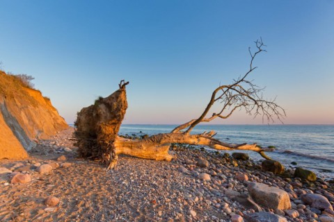 Dead tree on beach at Brodtener Ufer, Brodten Steilufer, cliff in the Bay of Luebeck along the