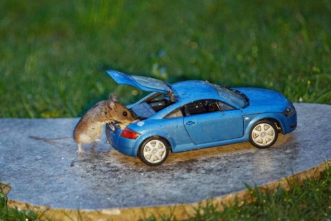 Wood mouse standing next to blue Audi TT model car with open boot and food on stone slab in green