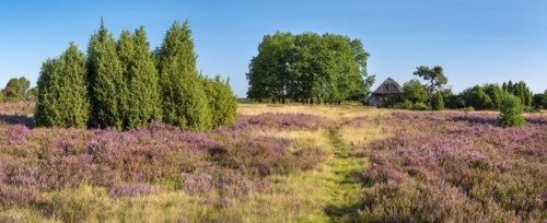 Typical heath landscape with old sheepfold, hiking trail, juniper and flowering heather, Lueneburg
