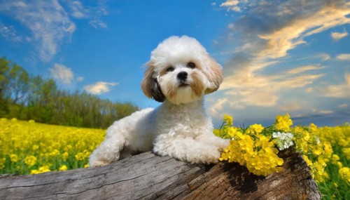KI generated, animal, animals, mammal, mammals, Maltipoo (Canis lupus familiaris), dog, dogs,