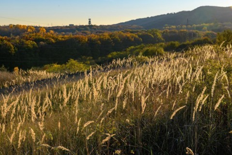 Backlit photograph of black-grass (Alopecurus myosuroides) field foxtail grass from genus foxtail