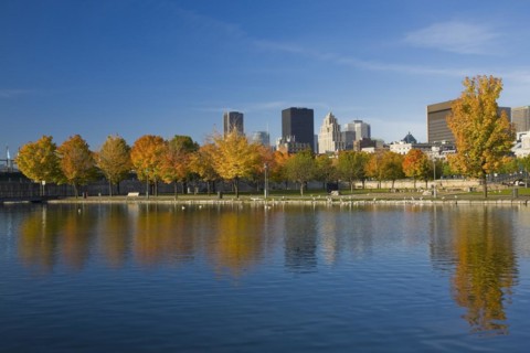 Row of Acer, Maple trees with orange and yellow leaves and Montreal skyline with Aldred, Place