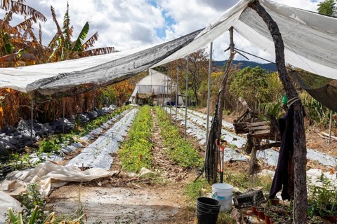 San Pablo Huitzo, Oaxaca, Mexico, Farmers are part of a cooperative that uses agroecological