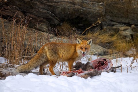Scavenging red fox (Vulpes vulpes) feeding on carcass of killed, perished chamois in the snow in