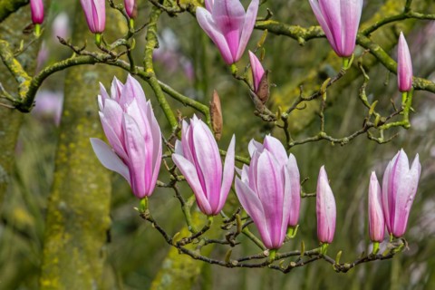Blooming magnolia showing buds and pink flowers in spring